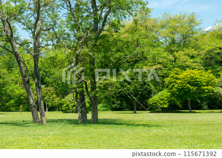 A park with beautiful greenery 115671392