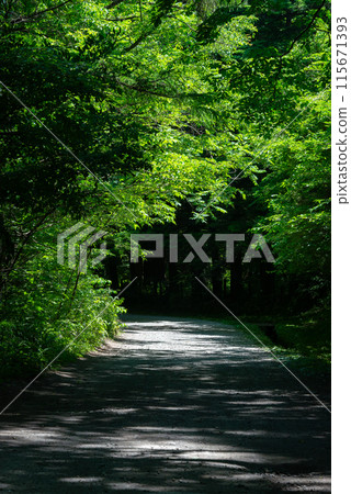 Forest road wrapped in fresh green 115671393