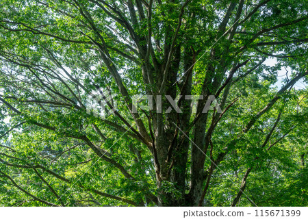 A giant Zelkova tree looking up at the forest of fresh greenery A giant Zelkova tree looking up at the forest of fresh greenery 115671399