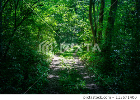 Through the green forest 115671400