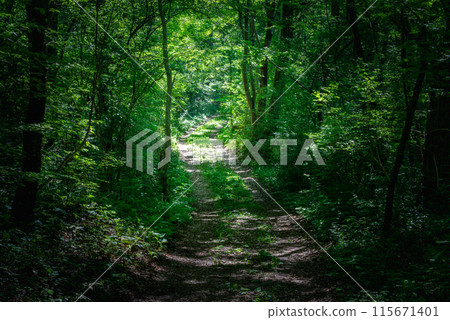 Through the green forest 115671401