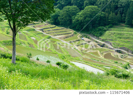 與梯田的風景 115671406
