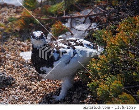The ptarmigan of Mount Tsubaki in the Northern Alps The ptarmigan of Mount Tsubaki in the Northern Alps 115671559
