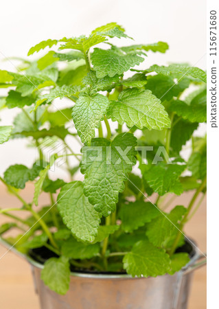 Close-up of lemon balm in a tin pot on a wooden table Close-up of lemon balm in a tin pot on a wooden table 115671680