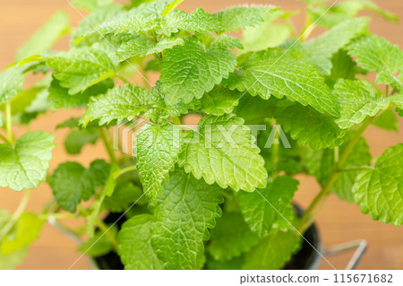 Close-up of lemon balm in a tin pot on a wooden table 115671682
