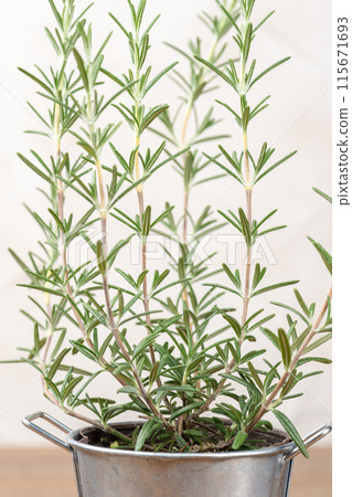 木桌上錫罐裡的迷迭香 115671693
