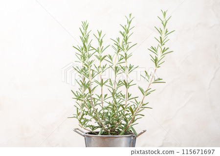 Rosemary in a tin pot on a white wall background 115671697