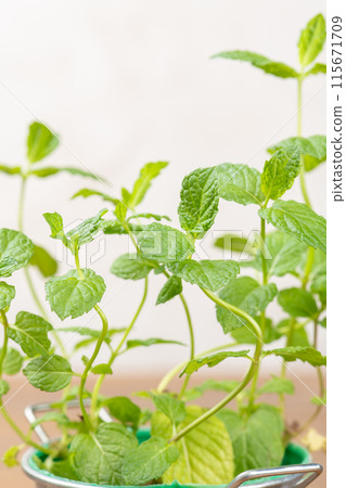 Spearmint close-up 115671709