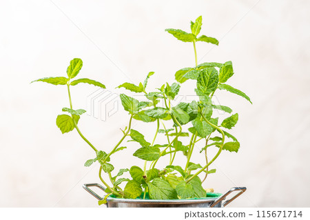 Spearmint close-up Spearmint close-up 115671714