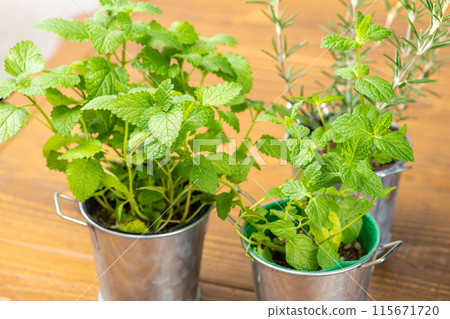 A collection of herbs in a tin pot 115671720