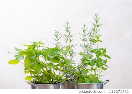 錫罐中的草藥集合 115671721