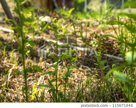 Fern sprouts growing on a slope 115671848