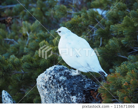 The ptarmigan of Mount Jonen in the Northern Alps 115671866