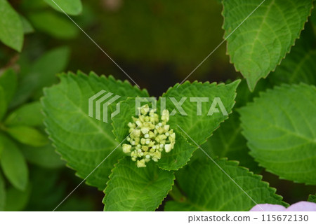  hydrangea 115672130