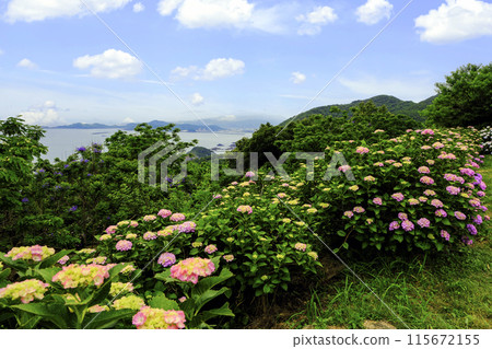 海角繡球花 115672155