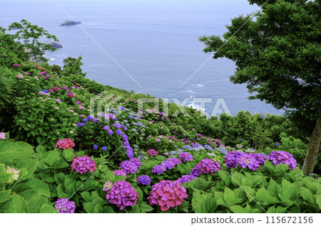海和繡球花 海和繡球花 115672156