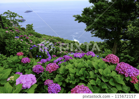 Sea and hydrangea Sea and hydrangea 115672157