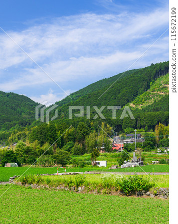 靜岡縣富士宮市湯野附近的鄉村風景 靜岡縣富士宮市湯野附近的鄉村風景 115672199