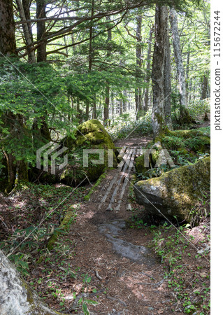 東路線至池之平濕地 115672244