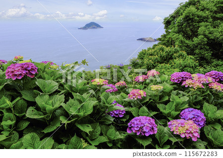 從繡球花園眺望海景 115672283