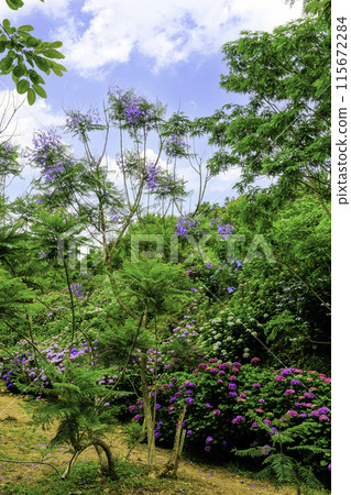 繡球花和藍花楹（垂直） 115672284