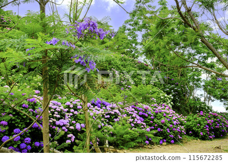 繡球花和藍花楹 115672285