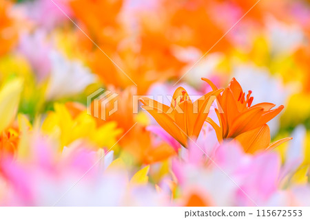 百合花園 百合花園 115672553