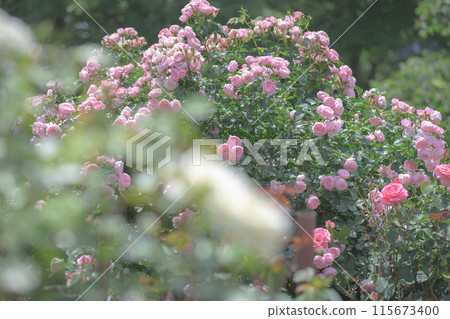 Pink roses blooming in a rose garden 115673400
