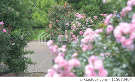 Pink roses blooming in a rose garden Pink roses blooming in a rose garden 115673404