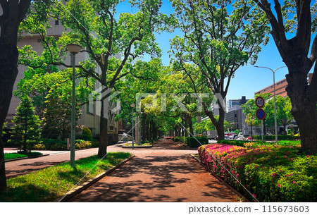 千葉市的行道樹 千葉市的行道樹 115673603
