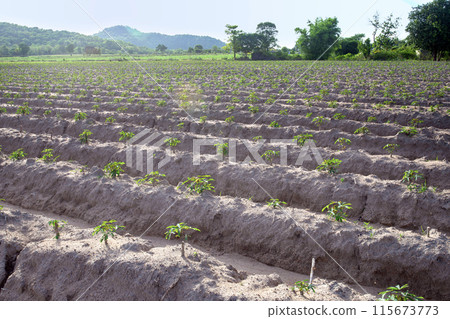 Cassava is plant that is used for food and energy. Cassava is plant that is used for food and energy. 115673773