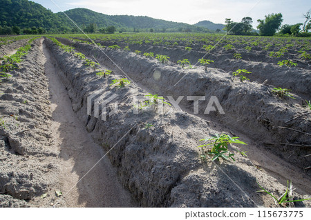 Cassava is commonly grown in Southeast Asia where it is used for food and energy. Cassava is commonly grown in Southeast Asia where it is used for food and energy. 115673775