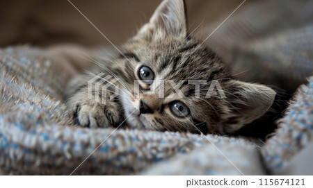 Kitten relaxing in a soft blanket 115674121