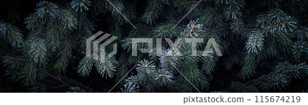 Christmas Tree Branches Wallpaper Background. Selective Focus. 115674219