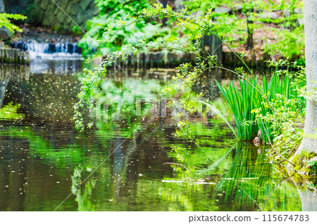 A pond where plants shine 115674783
