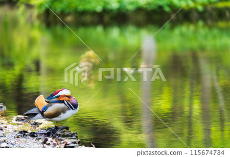 A beautiful pond and sleeping mandarin ducks 115674784