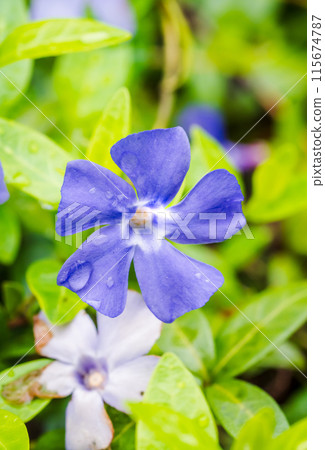Periwinkle after the rain Periwinkle after the rain 115674787
