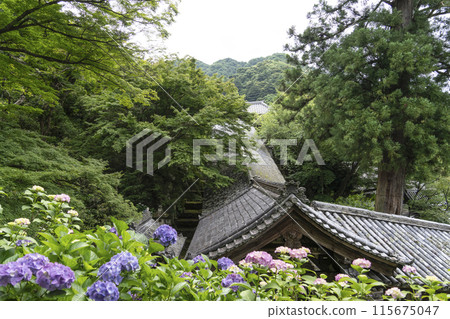 Hasedera Temple (Nara Prefecture) in June - Roof of the Noboritō and hydrangeas 115675047