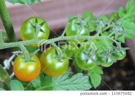 Cherry tomatoes still green in the home garden 115675082