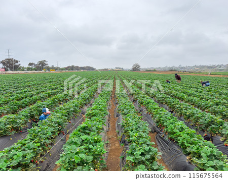 Strawberry picking in strawberry field on fruit farm.  115675564