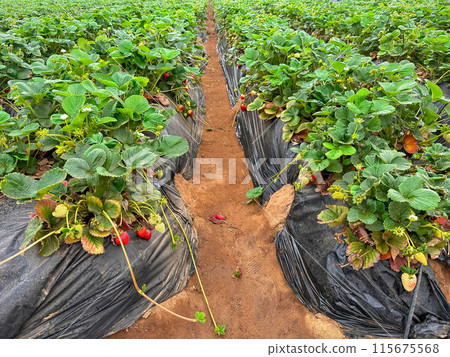 Strawberry picking in strawberry field on fruit farm. Strawberry picking in strawberry field on fruit farm. 115675568