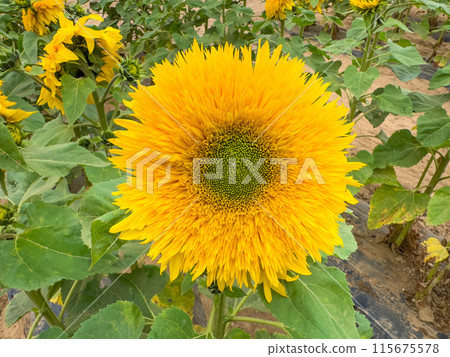 Blooming sunflower farm field, big bright yellow sunflower, agriculture concept harvest 115675578