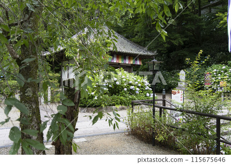 Hydrangeas blooming in front of the Kaisando Hall at Hasedera Temple (Nara Prefecture) in June 115675646