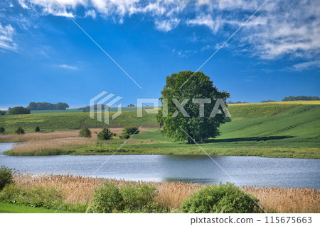 Scenic landscape with a large tree, tranquil river, and lush green fields under a blue sky Scenic landscape with a large tree, tranquil river, and lush green fields under a blue sky 115675663