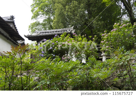 六月長谷寺(奈良縣)院內的繡球花 六月長谷寺(奈良縣)院內的繡球花 115675727
