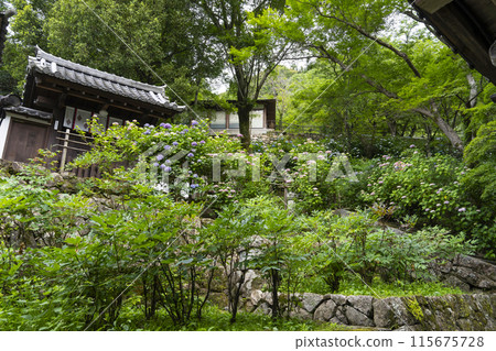六月長谷寺(奈良縣)院內的繡球花 六月長谷寺(奈良縣)院內的繡球花 115675728