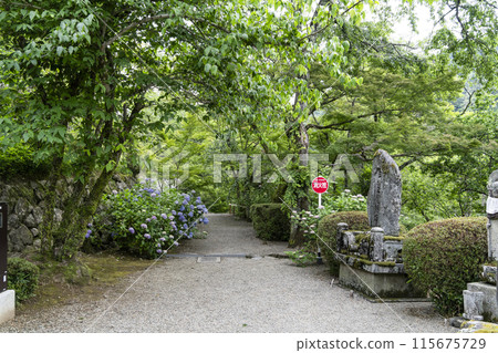 六月長谷寺（奈良縣）院內的繡球花 115675729