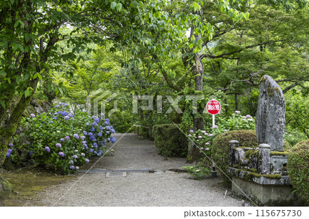 六月長谷寺(奈良縣)院內的繡球花 六月長谷寺(奈良縣)院內的繡球花 115675730