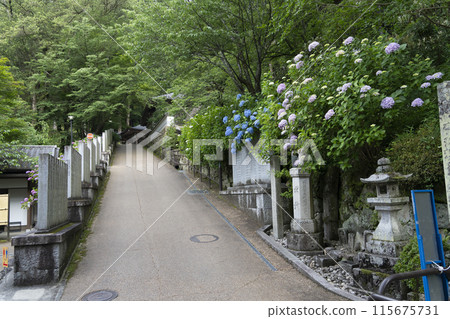 六月長谷寺(奈良縣)院內的繡球花 六月長谷寺(奈良縣)院內的繡球花 115675731