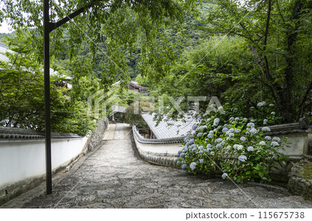 Hydrangeas in the grounds of Hasedera Temple (Nara Prefecture) in June 115675738